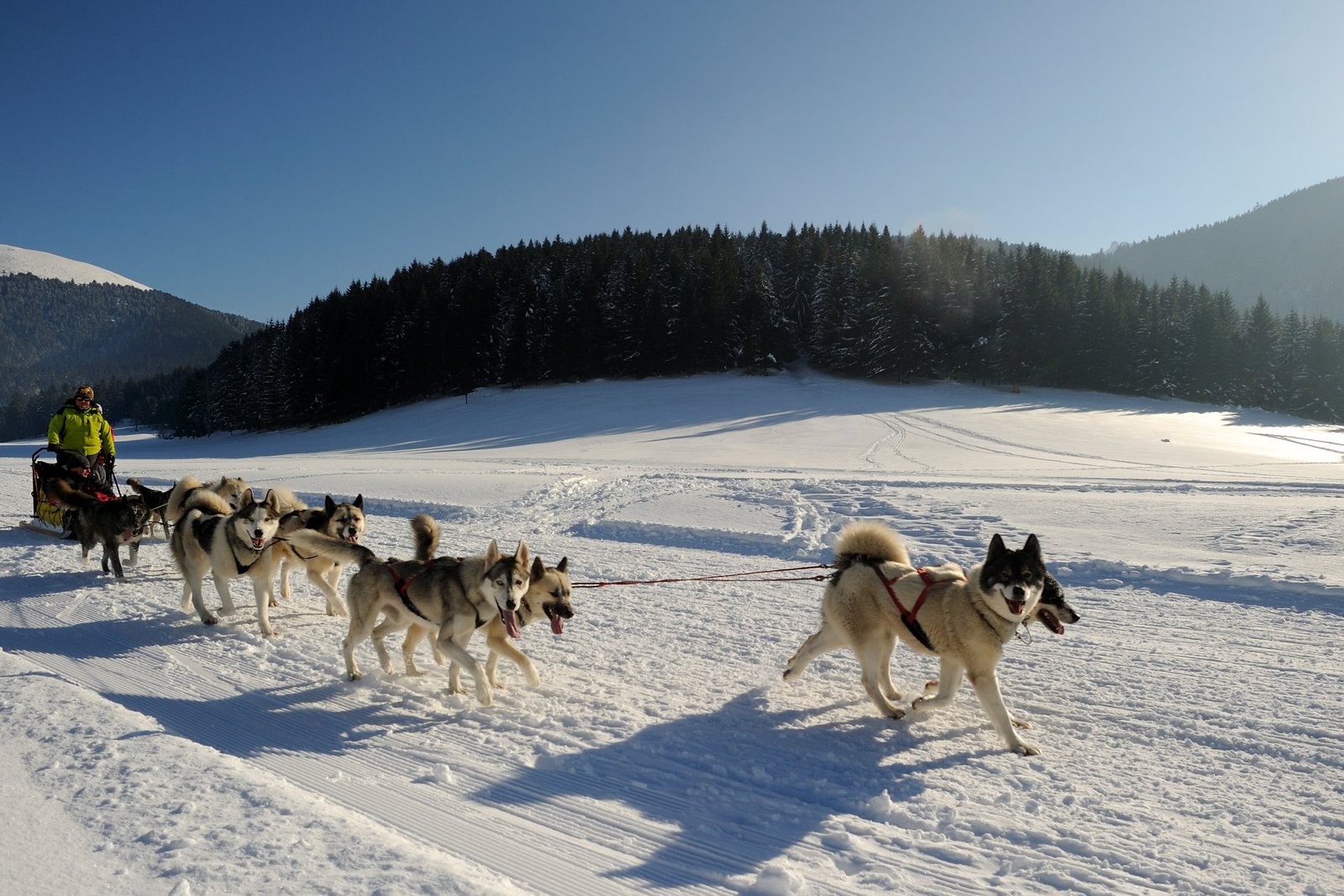 Chiens de traîneau en France : où en faire et à quel prix