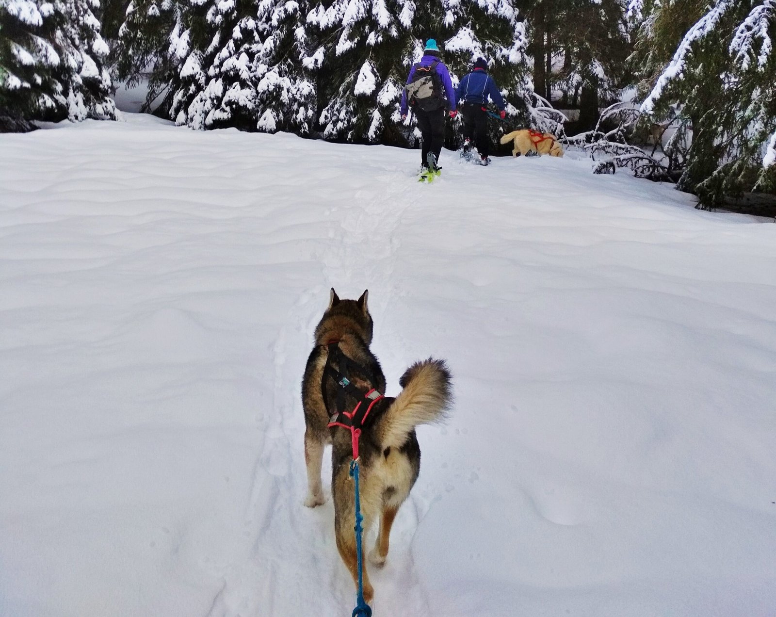 Un chien nordique en harnais tire son randonneur sur un sentier enneigé du Haut-Jura