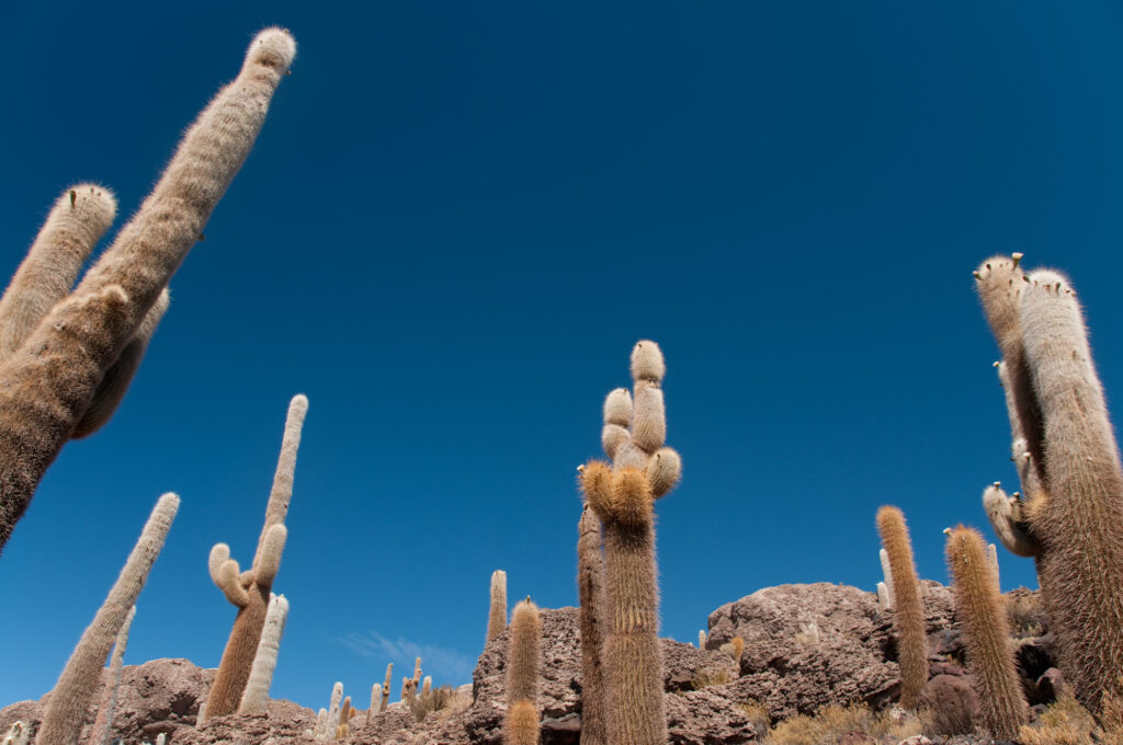 isla incahuasi - salar uyuni - bolivie