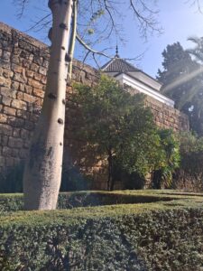 Orangers de séville