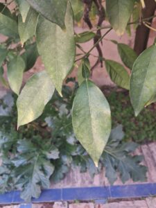 Reconnaître les oranges amères à Séville