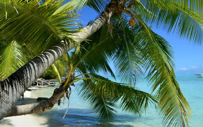 Voyage à Tahiti : 7 expériences authentiques pour vivre la Polynésie autrement