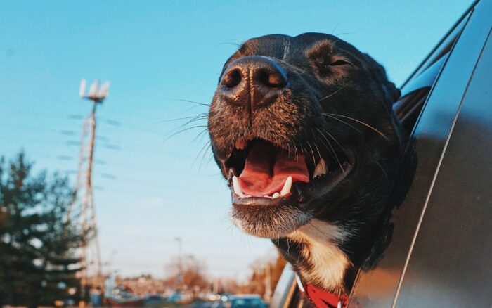Voyager avec son animal ou le faire garder : le guide pour bien choisir
