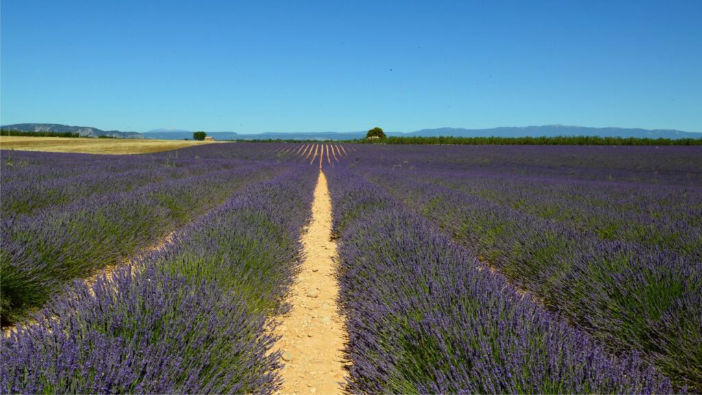 Champ de lavande en Provence sous le soleil d'été