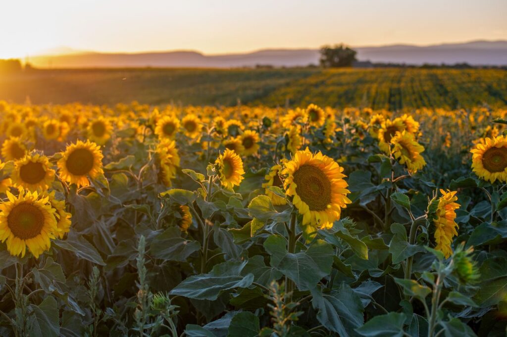 Champ de tournesols à Valensole, en Provence, sous le soleil d'été