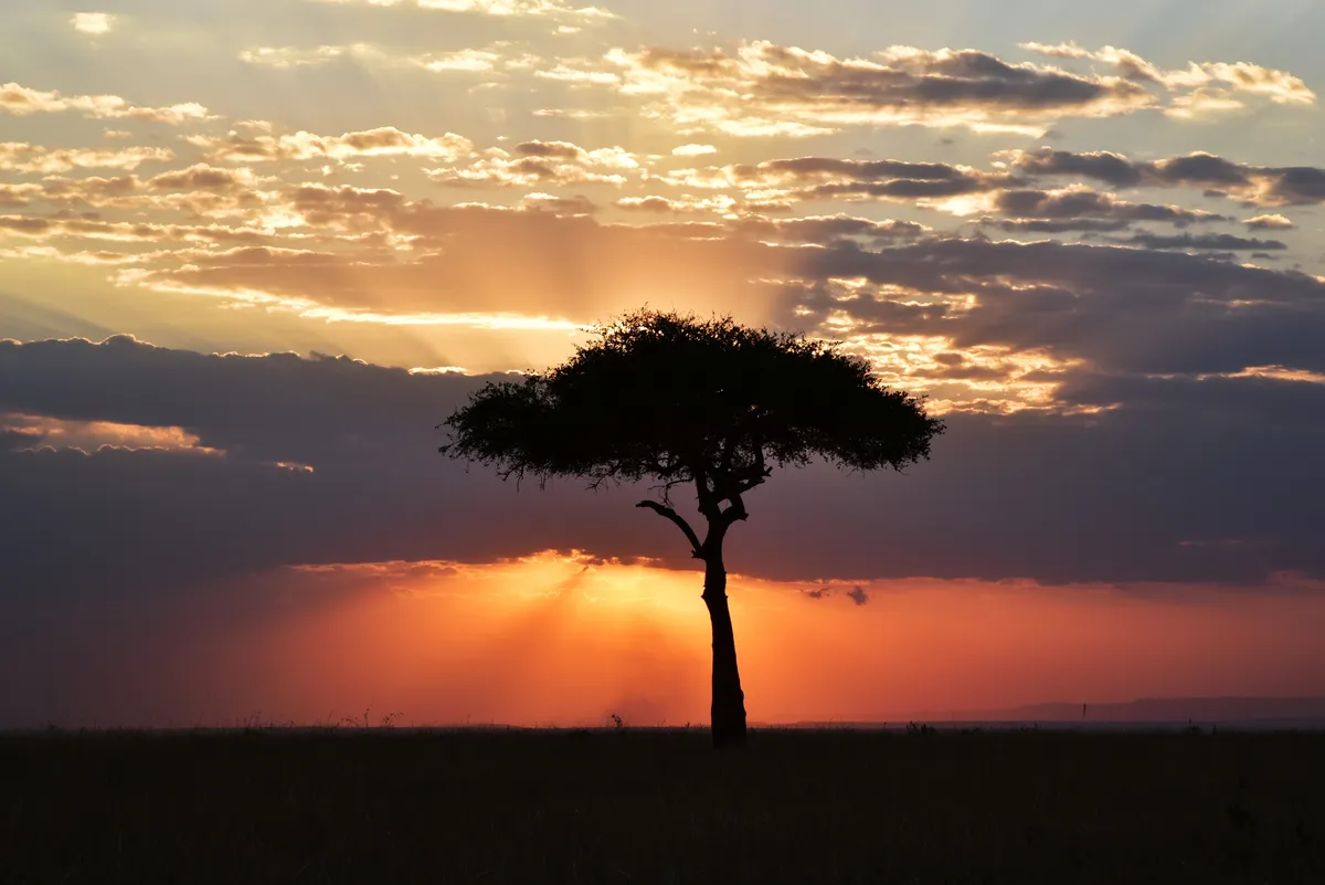 Paysage de savane au coucher du soleil