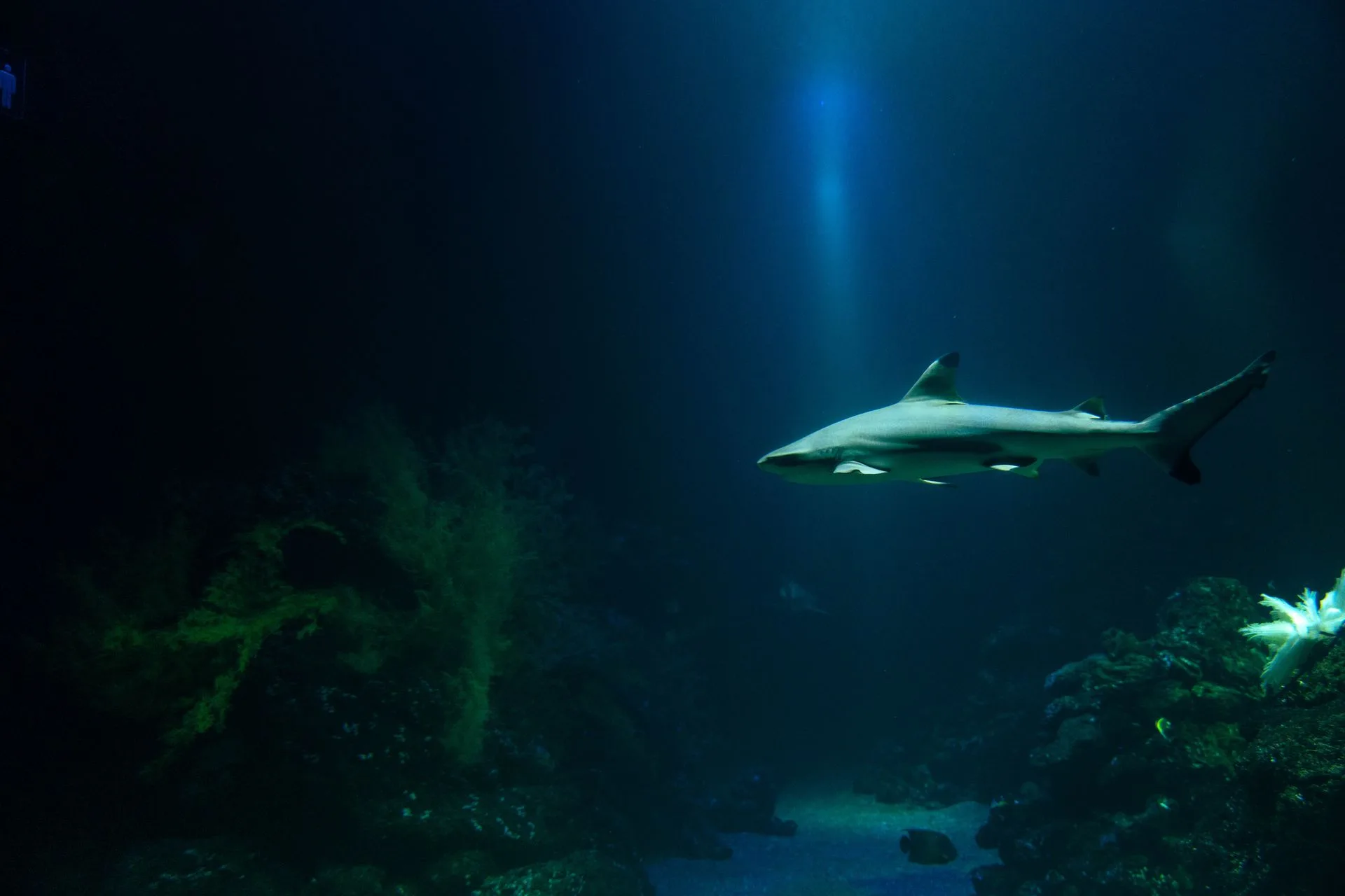 Requin de récif nageant dans un bassin d'aquarium à la lumière tamisée