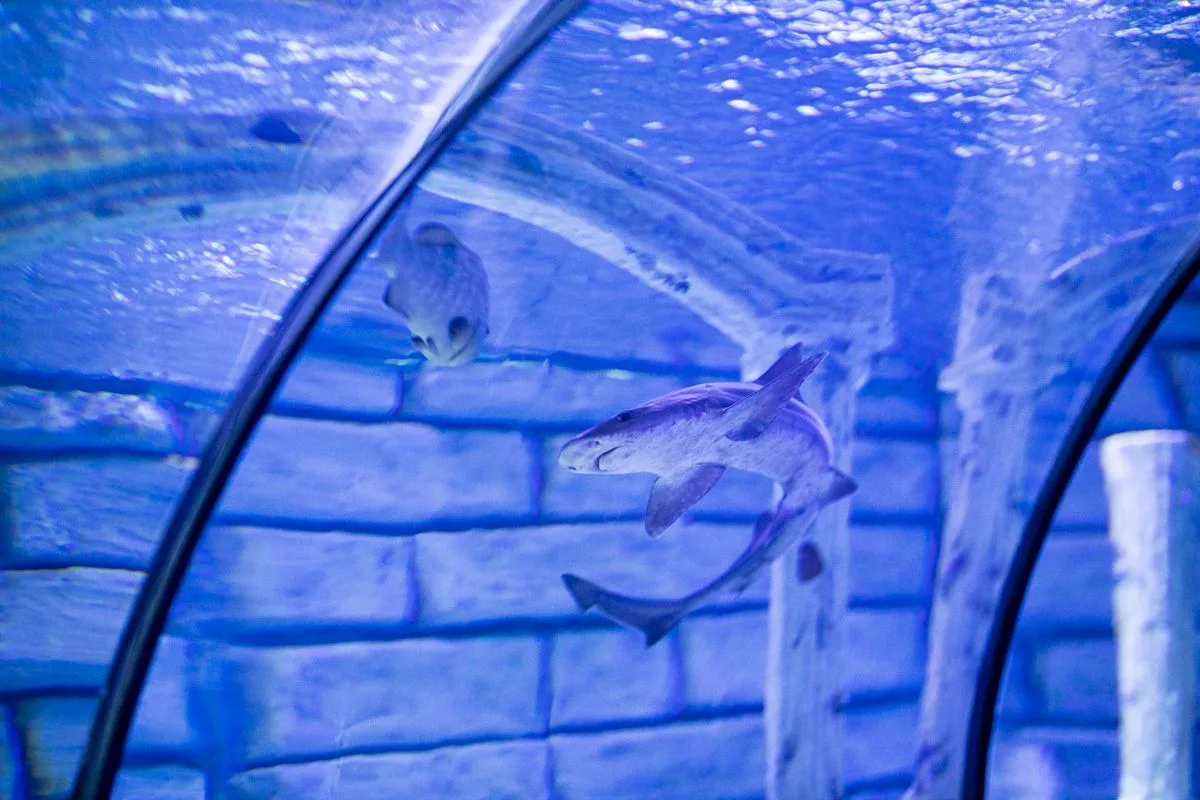 Visiteurs traversant un tunnel sous-marin transparent dans un aquarium aux reflets bleus