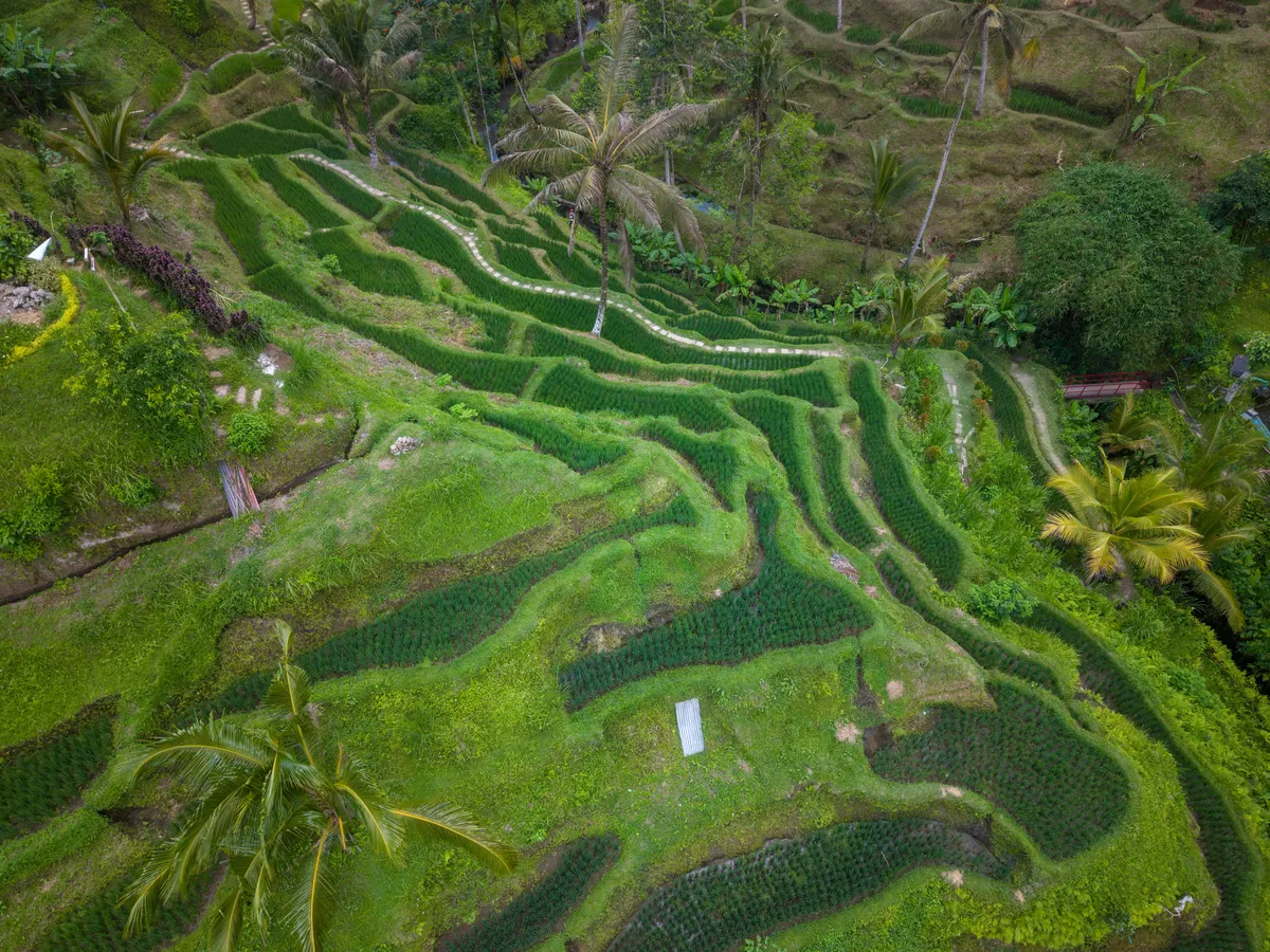 Les rizières en terrasses de Bali