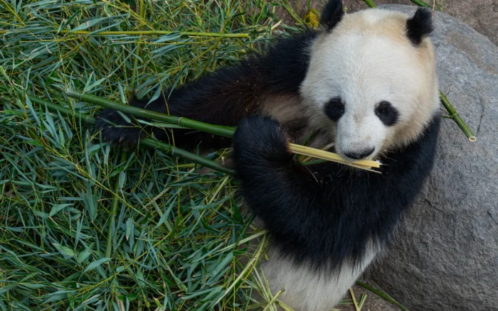 Zoo de Beauval : avis, tarifs et durée de visite