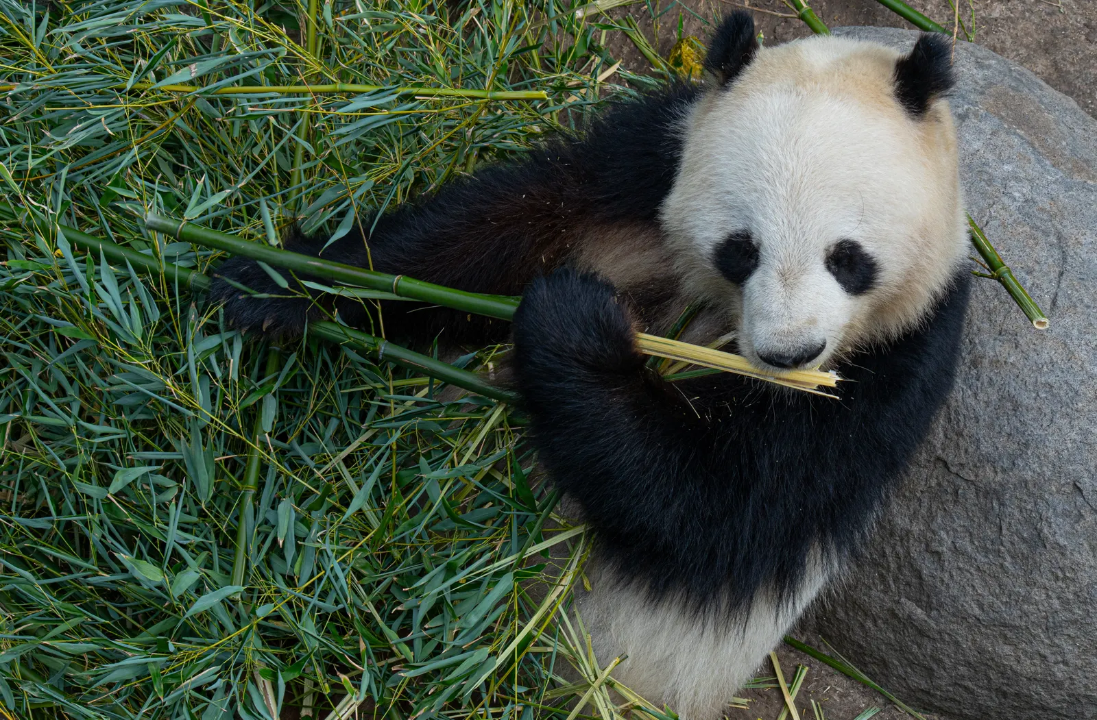 Zoo de Beauval : avis, tarifs et durée de visite
