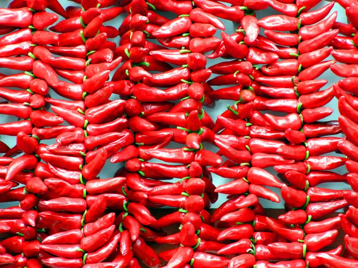 Guirlandes de piments d'Espelette séchant sur une façade basque