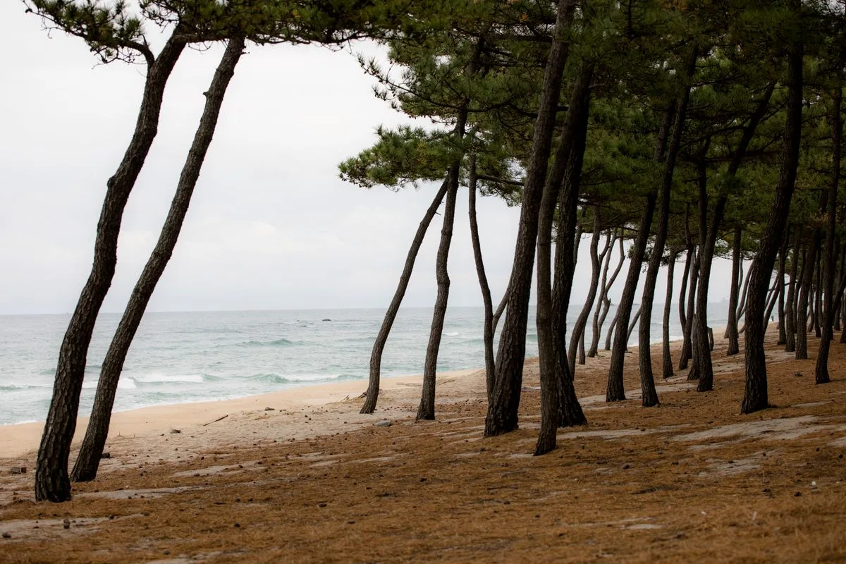Forêt de pins bordant l'océan, comme la forêt du Pignada à Anglet