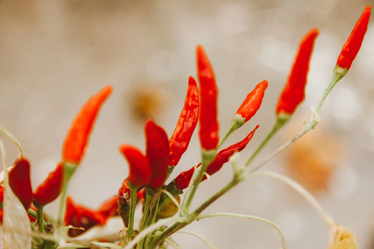 Cordes de piments rouges séchant au soleil, spécialité d'Espelette