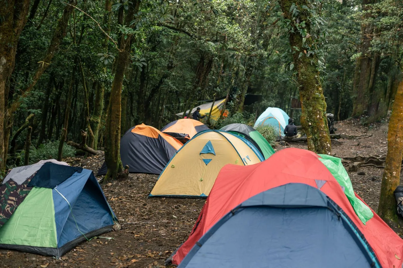 Emplacements de camping ombragés sous les pins, ambiance du littoral