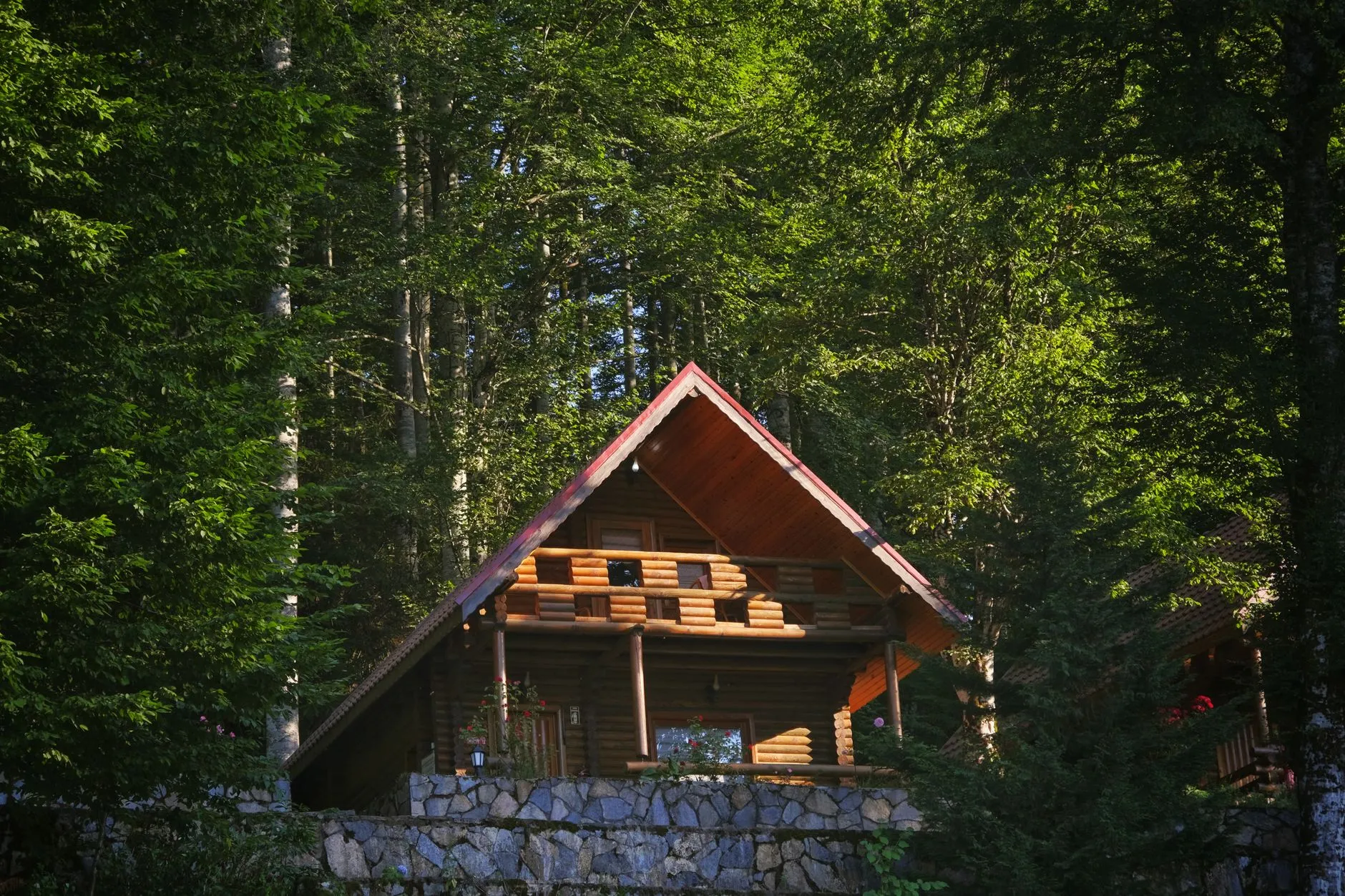 Cabane en bois nichée dans une forêt verdoyante