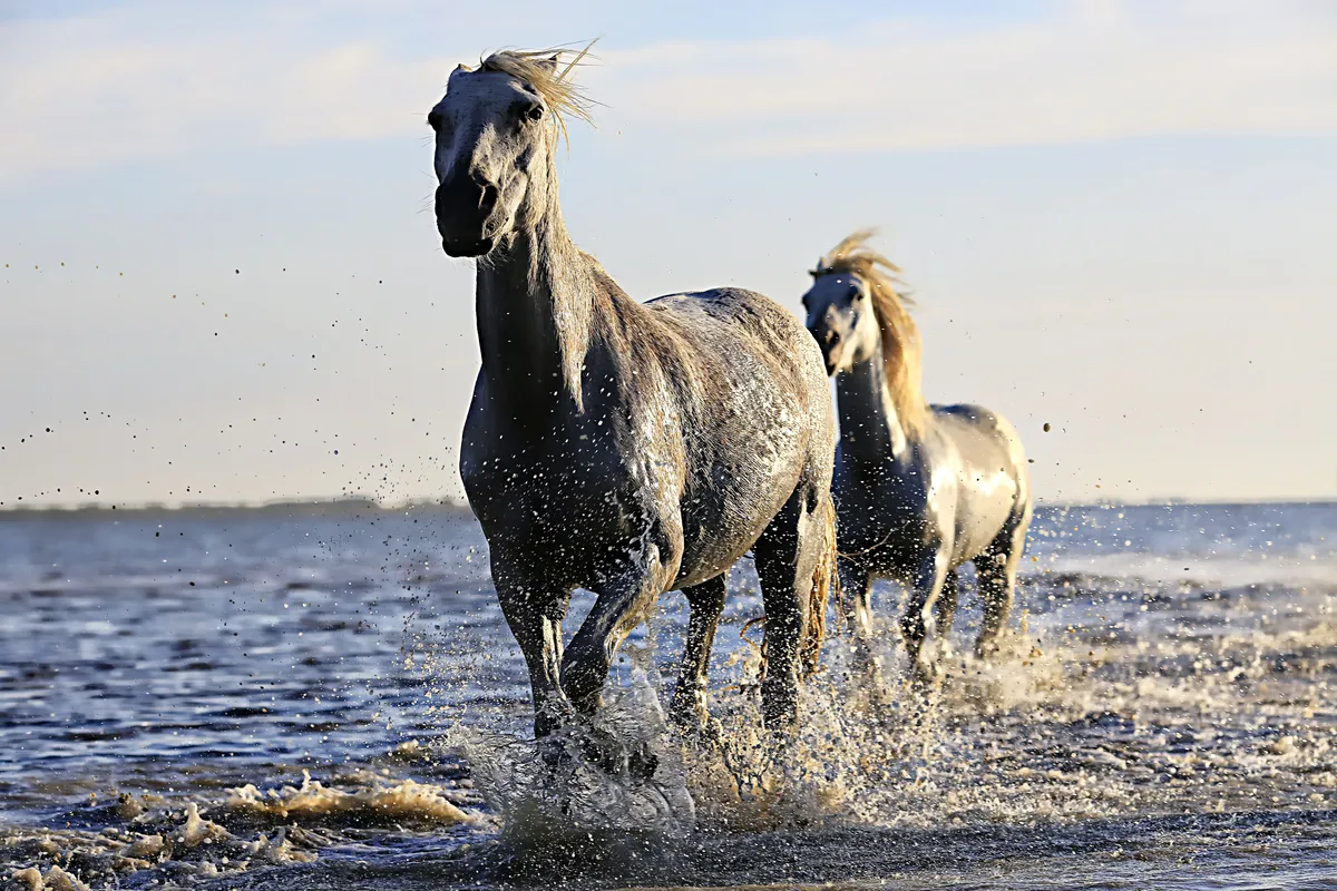 Chevaux sur la plage, image emblématique de Deauville