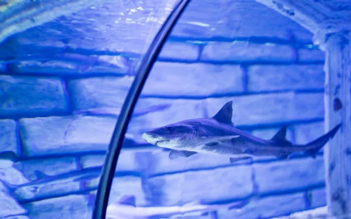 Grand Aquarium de Saint-Malo : avis, tarifs et conseils de visite