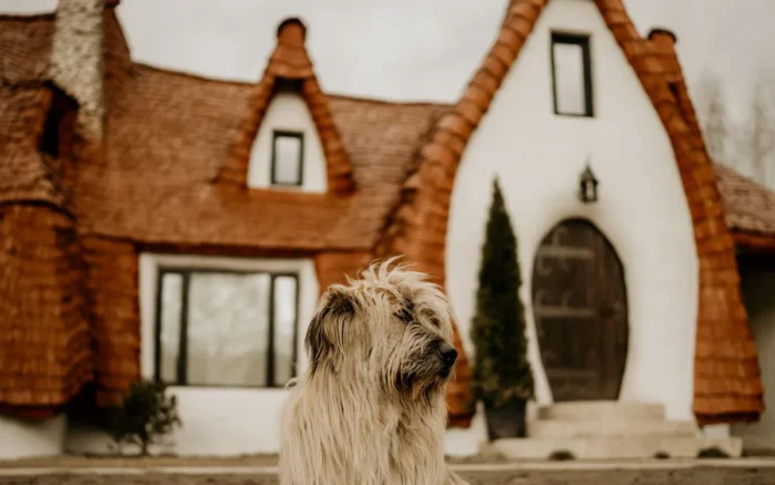 House-sitting et gardiennage : voyager en gardant maison et animaux