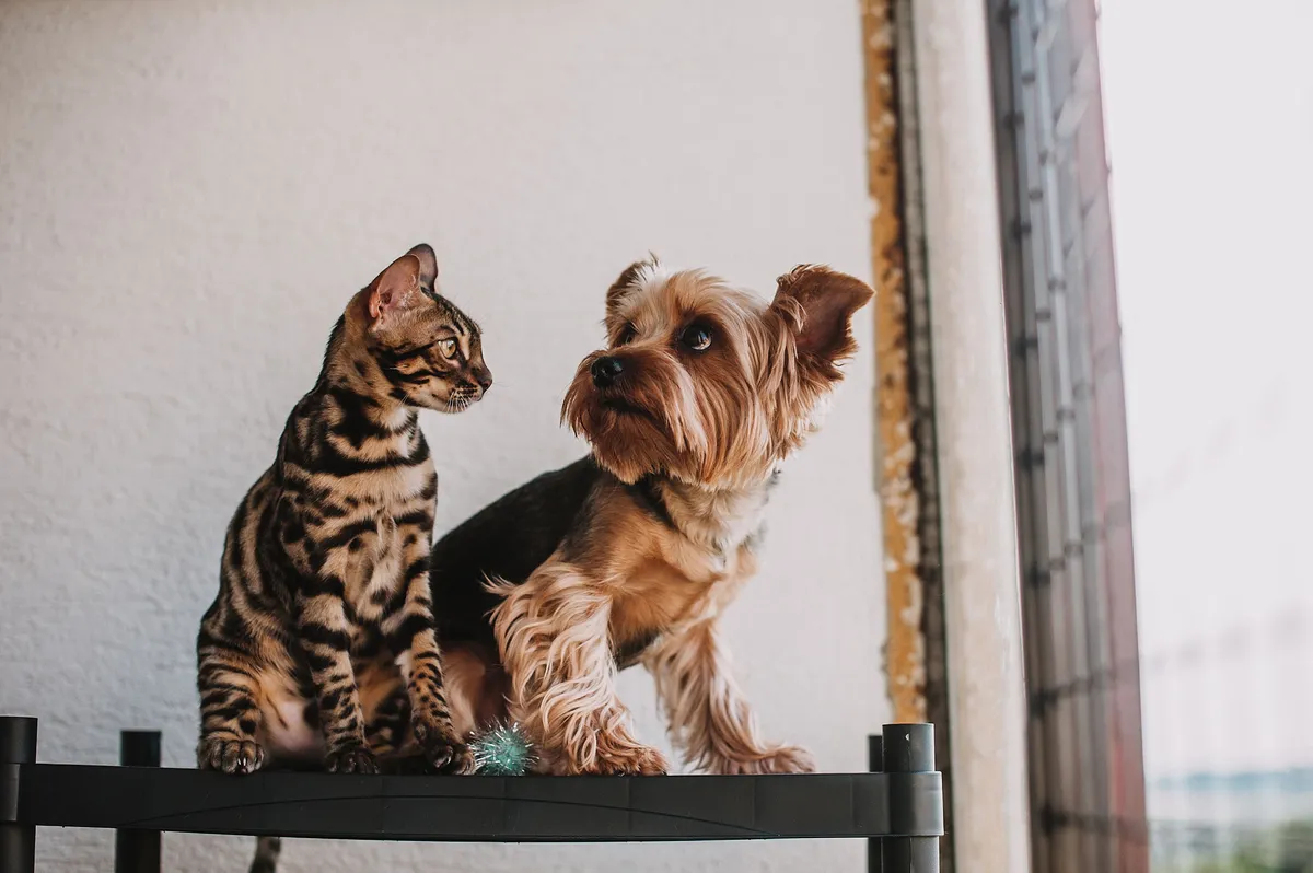 Chien et chat, souvent au cœur des missions de gardiennage