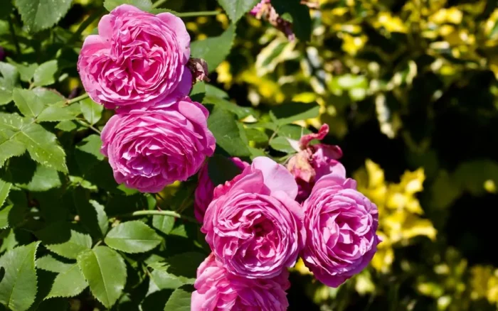 Le jardin anglais : caractéristiques, style et où en voir