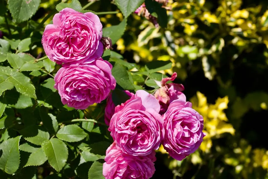 Le jardin anglais : caractéristiques, style et où en voir