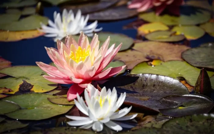 Jardins de Giverny (Monet) : avis, tarifs et conseils de visite