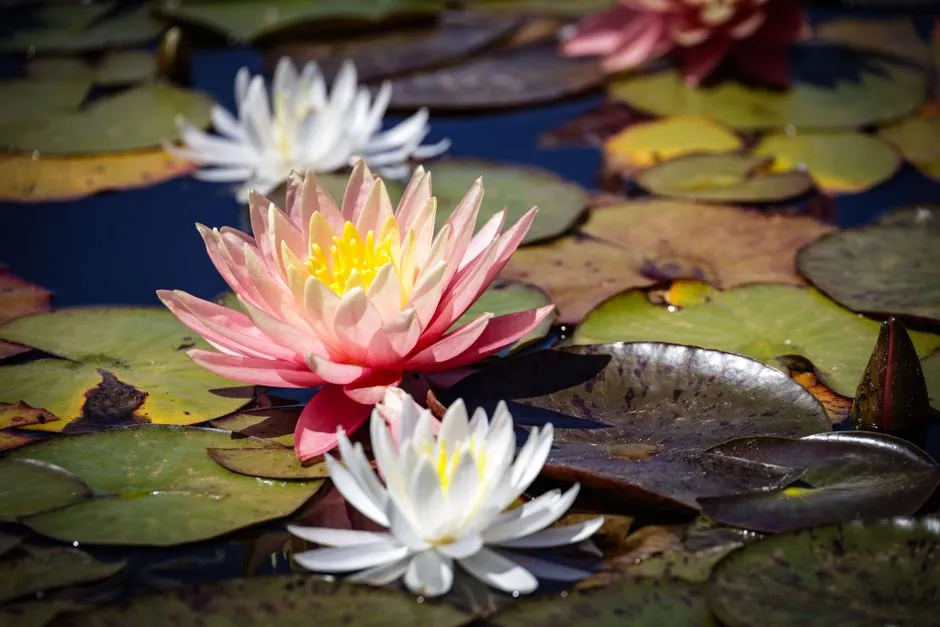 Jardins de Giverny (Monet) : avis, tarifs et conseils de visite