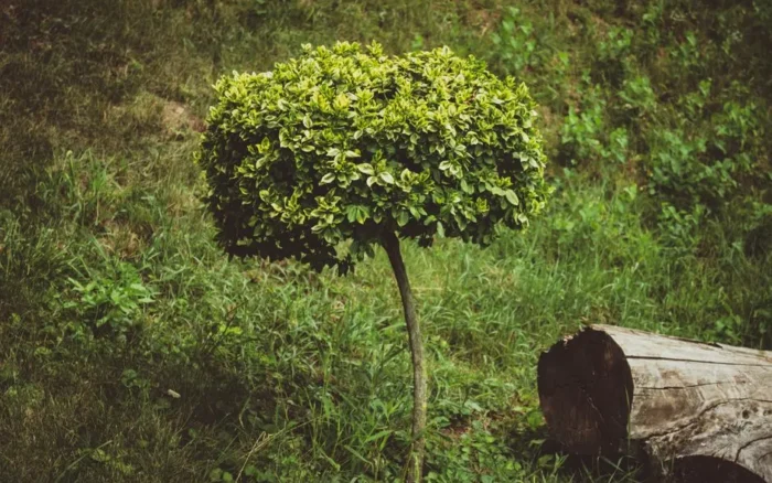 Jardins de Marqueyssac : avis, tarifs et conseils de visite