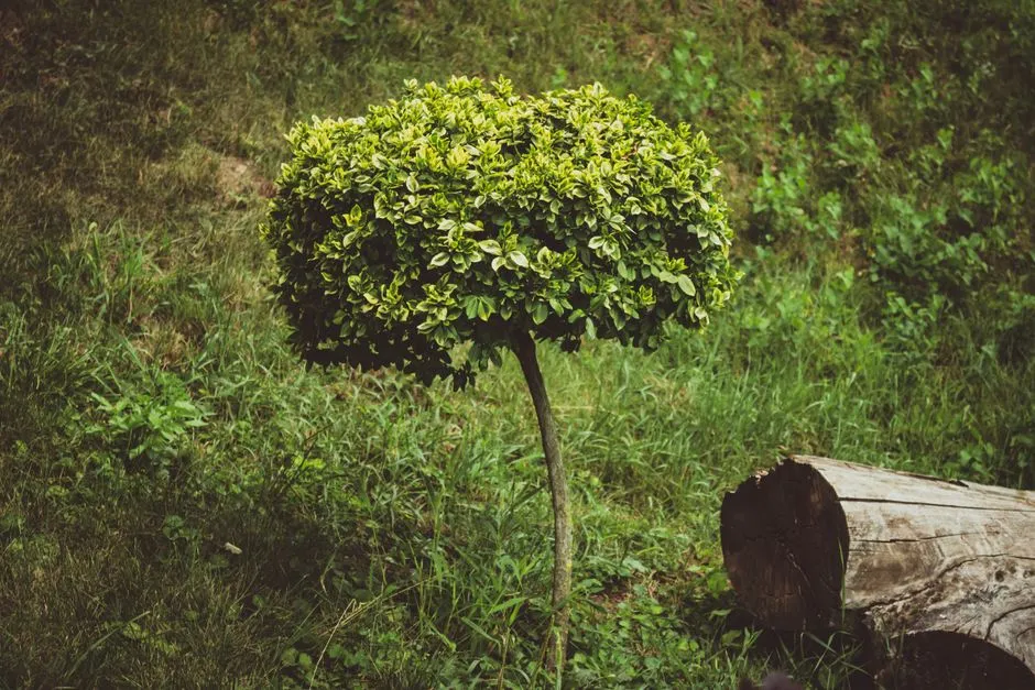Jardins de Marqueyssac : avis, tarifs et conseils de visite