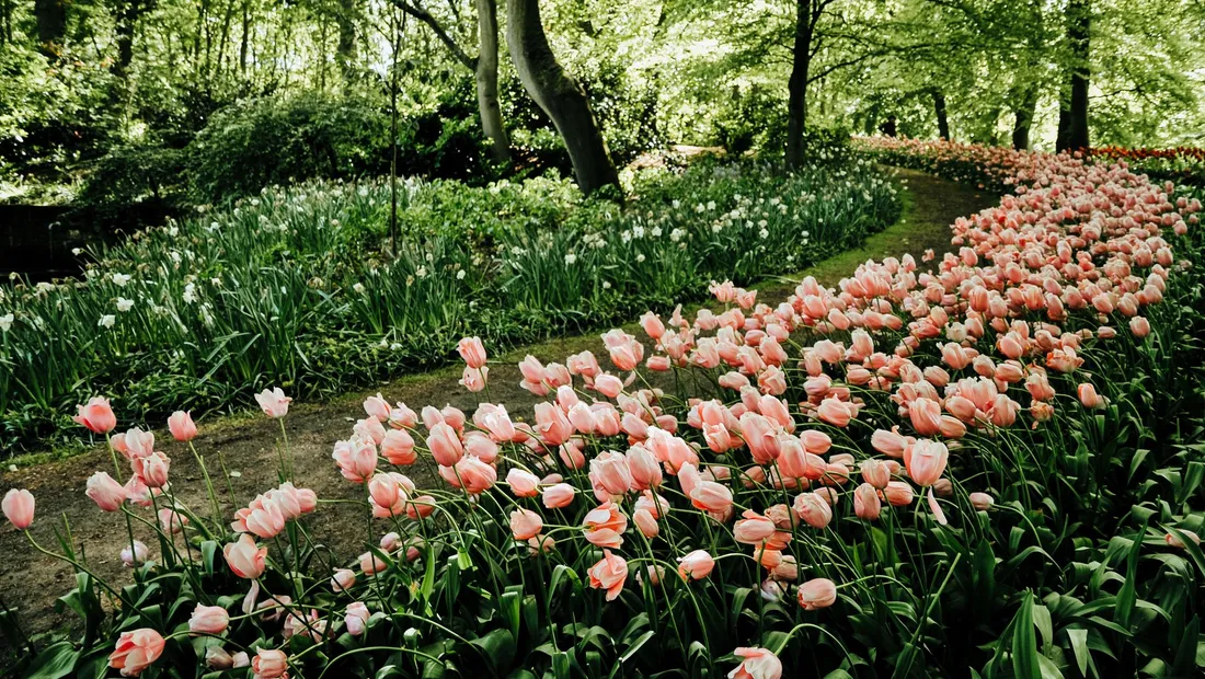 Les jardins fleuris du Keukenhof