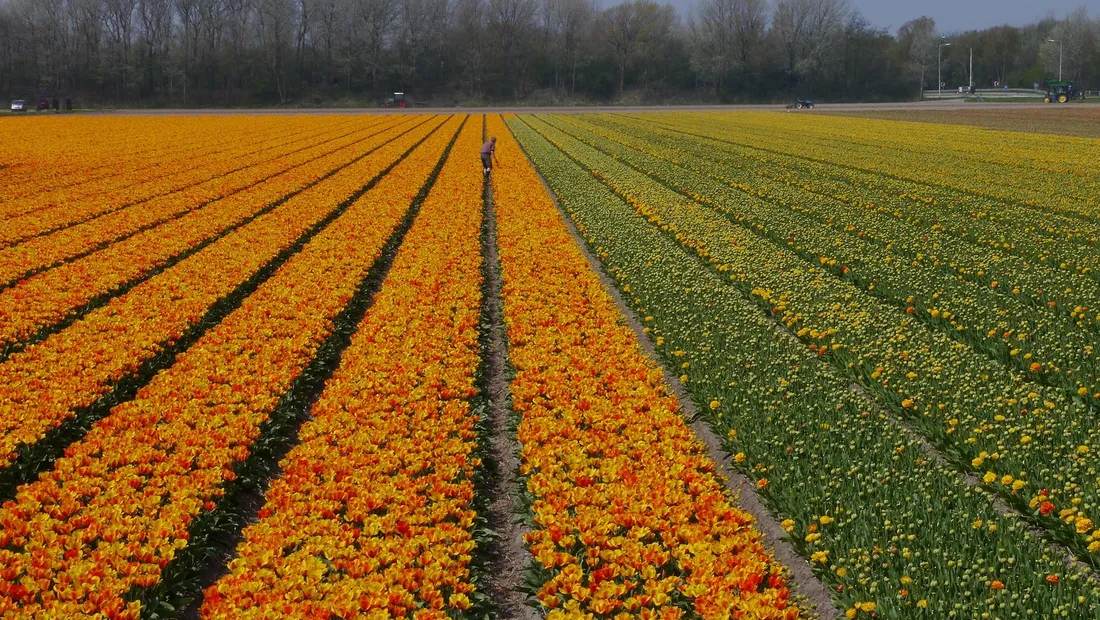 Champs de tulipes en fleurs près du Keukenhof