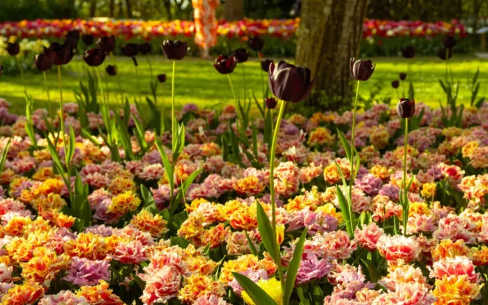 Keukenhof : le méga-guide pour visiter le plus beau jardin de tulipes