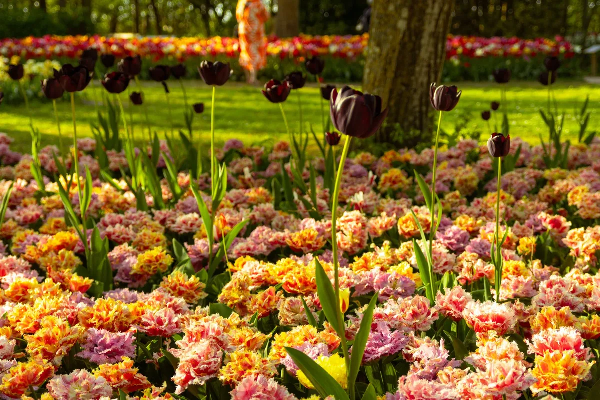 Keukenhof : le méga-guide pour visiter le plus beau jardin de tulipes