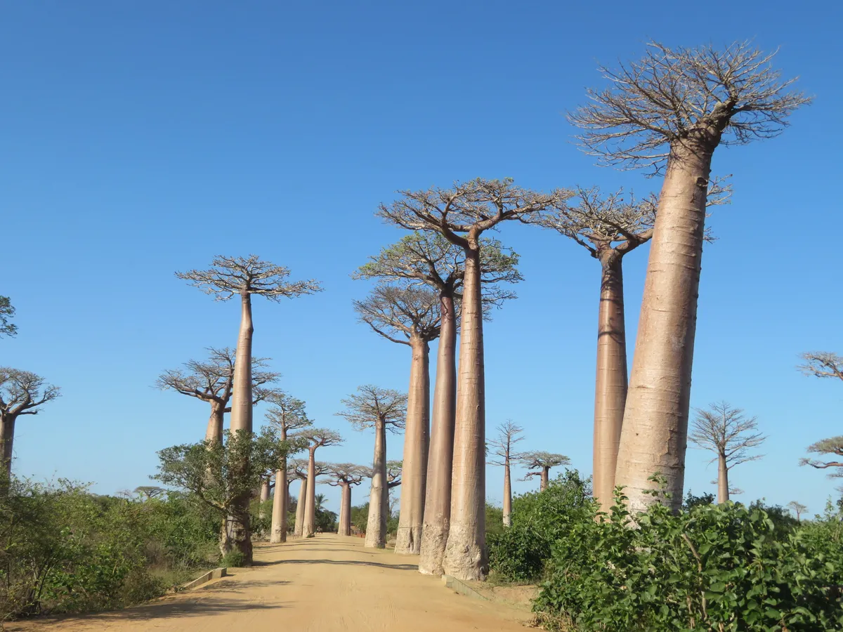 Des baobabs le long d'une piste, à Madagascar