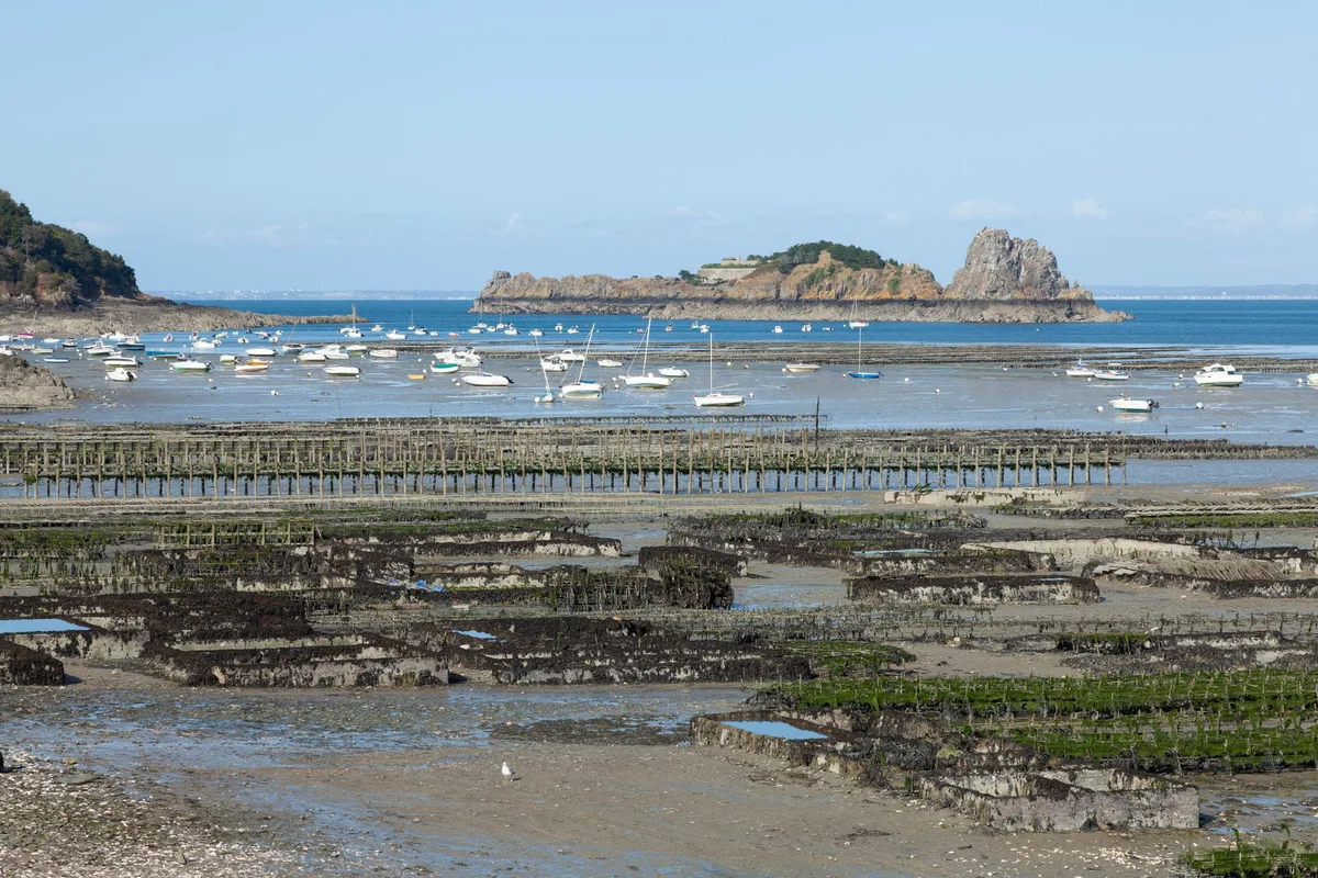 Que faire à Cancale : huîtres, port et pointe du Grouin
