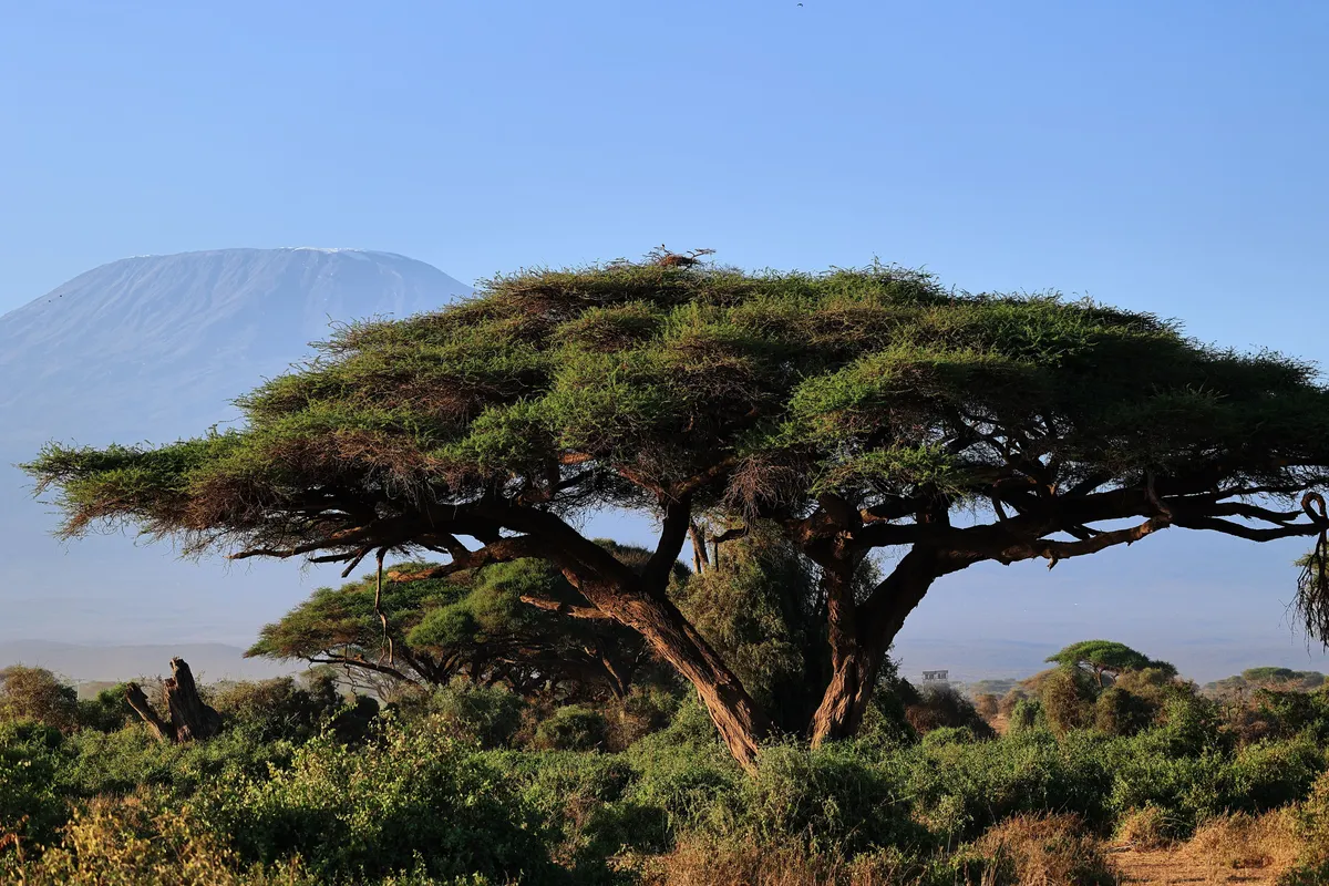Un acacia devant le Kilimandjaro