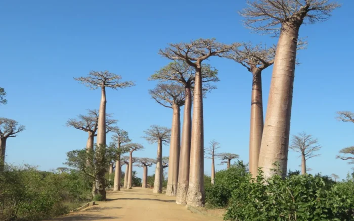 Voyage humanitaire à Madagascar : missions et bons réflexes