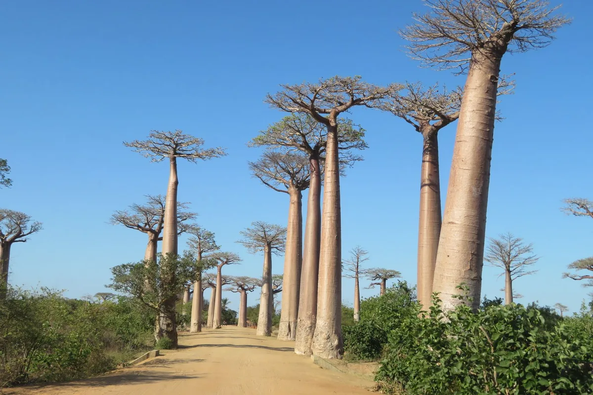 Voyage humanitaire à Madagascar : missions et bons réflexes