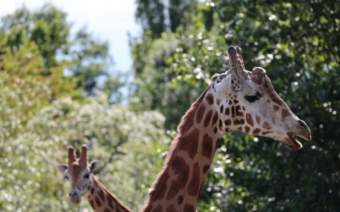 Zoo de la Palmyre : avis, tarifs et conseils de visite