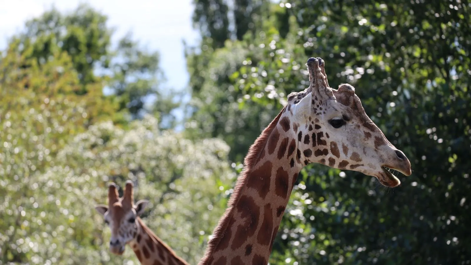 Zoo de la Palmyre : avis, tarifs 2026 et durée de visite