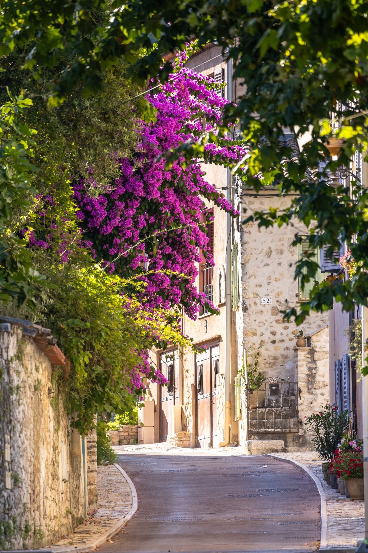 Bougainvillier en fleurs sur une façade du village de La Colle-sur-Loup