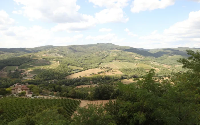 Cote roannaise : le vignoble de gamay du Roannais