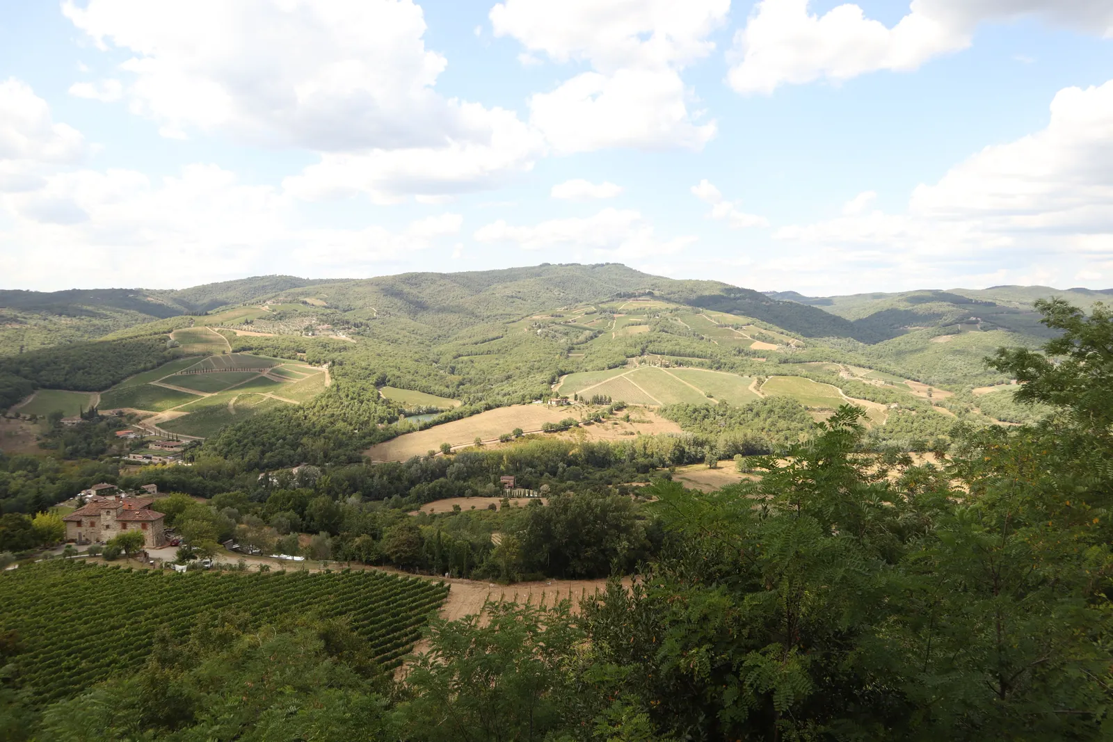 Cote roannaise : le vignoble de gamay du Roannais