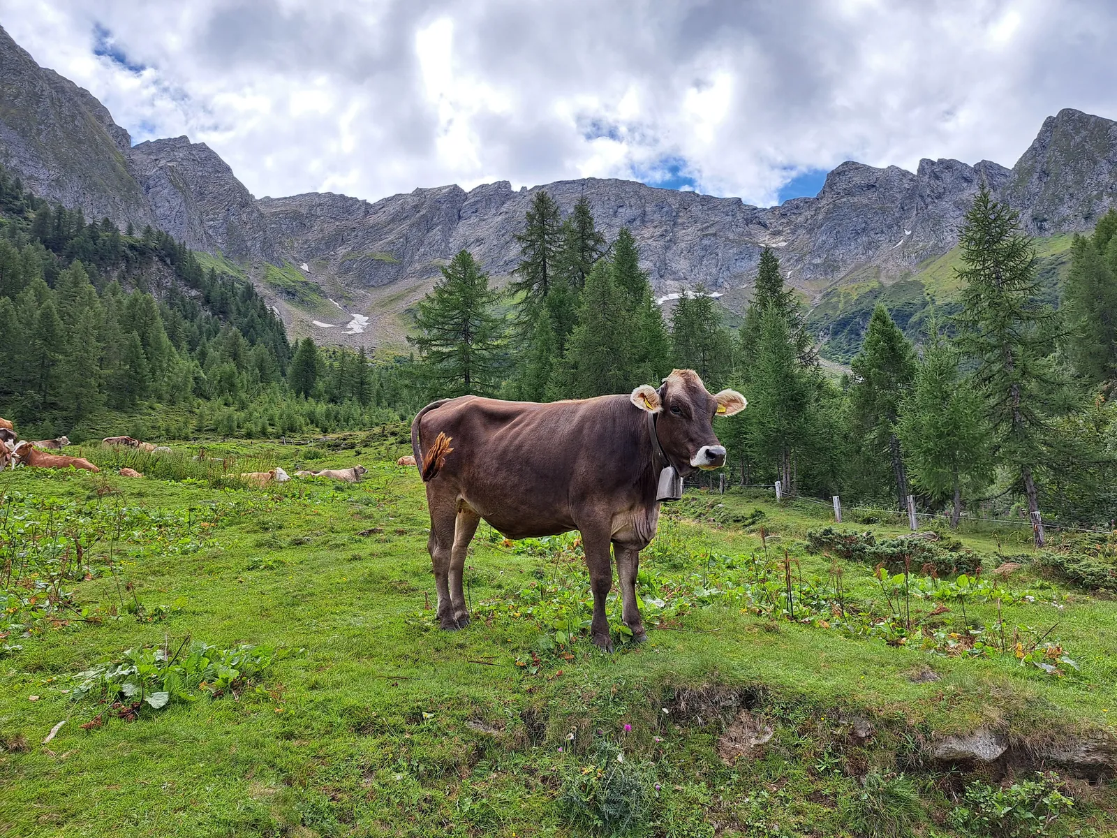 Alpage de montagne en été
