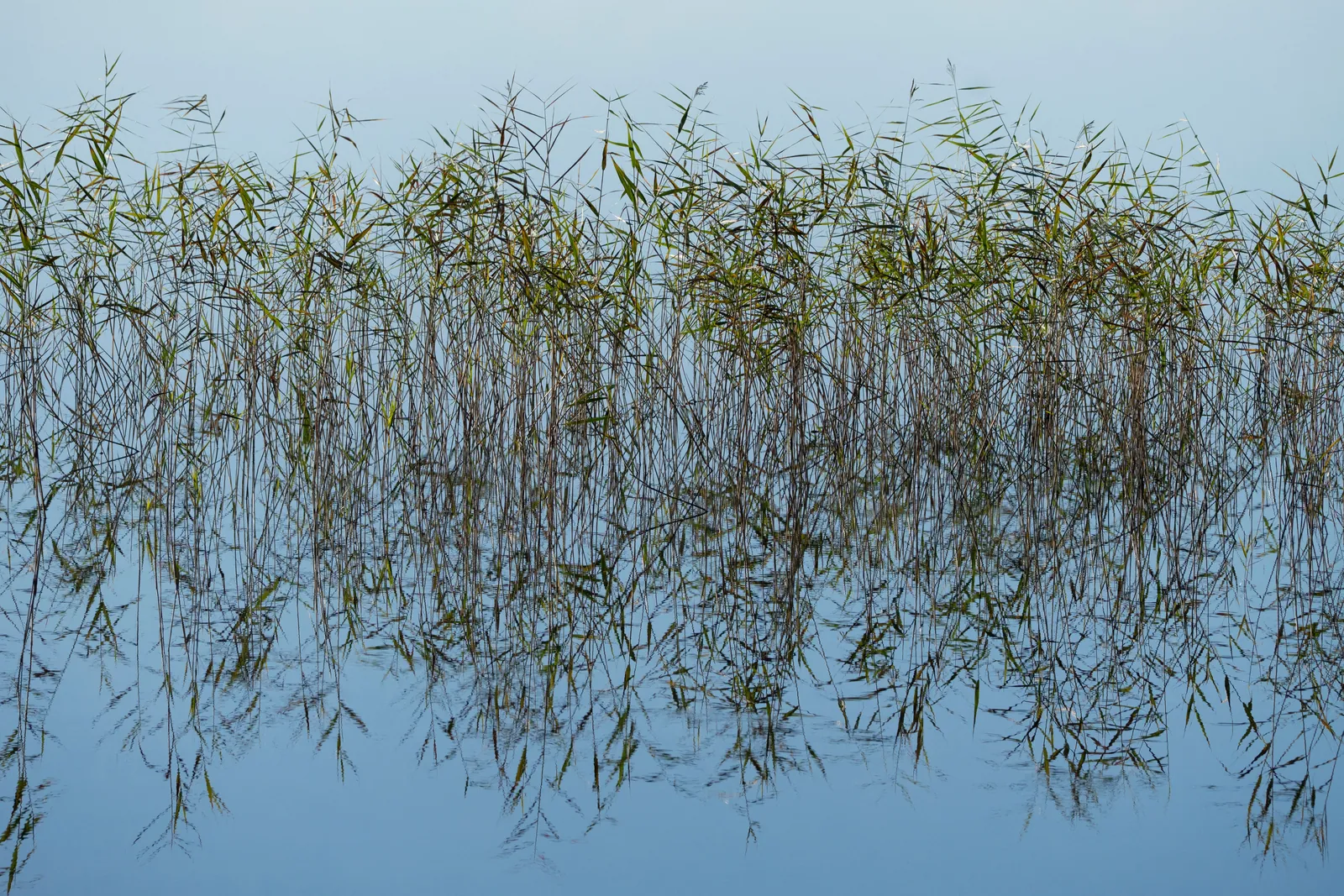 Roselières au bord de l'eau, le milieu naturel typique du bout du lac