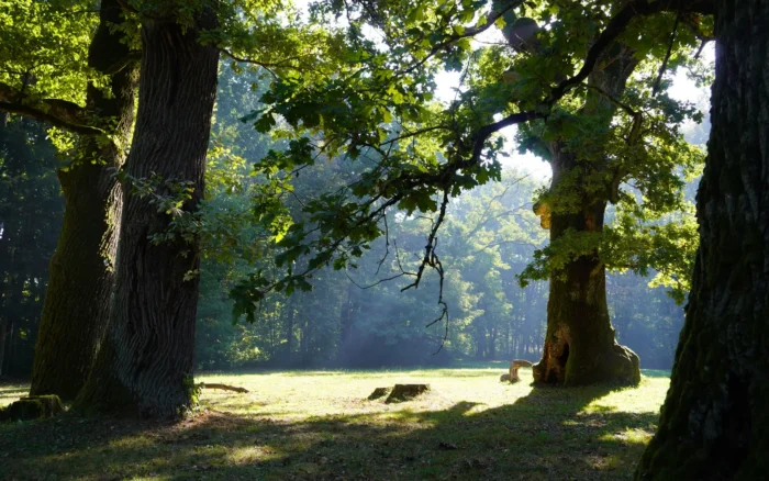 Forêt de Grésigne, voies vertes et rivières : le Tarn côté nature
