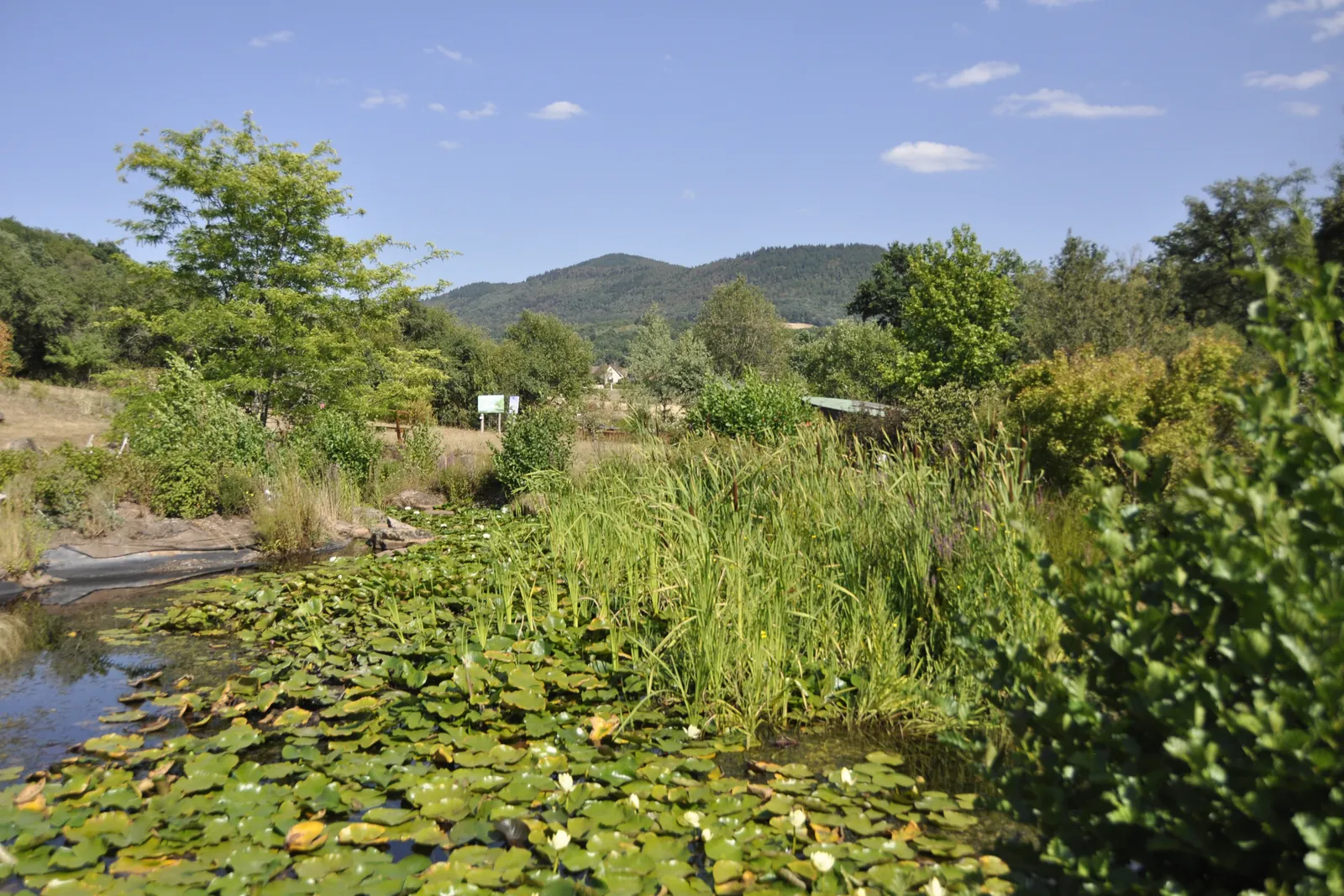 Bassin de nénuphars du jardin Lilaveronica à Thanvillé