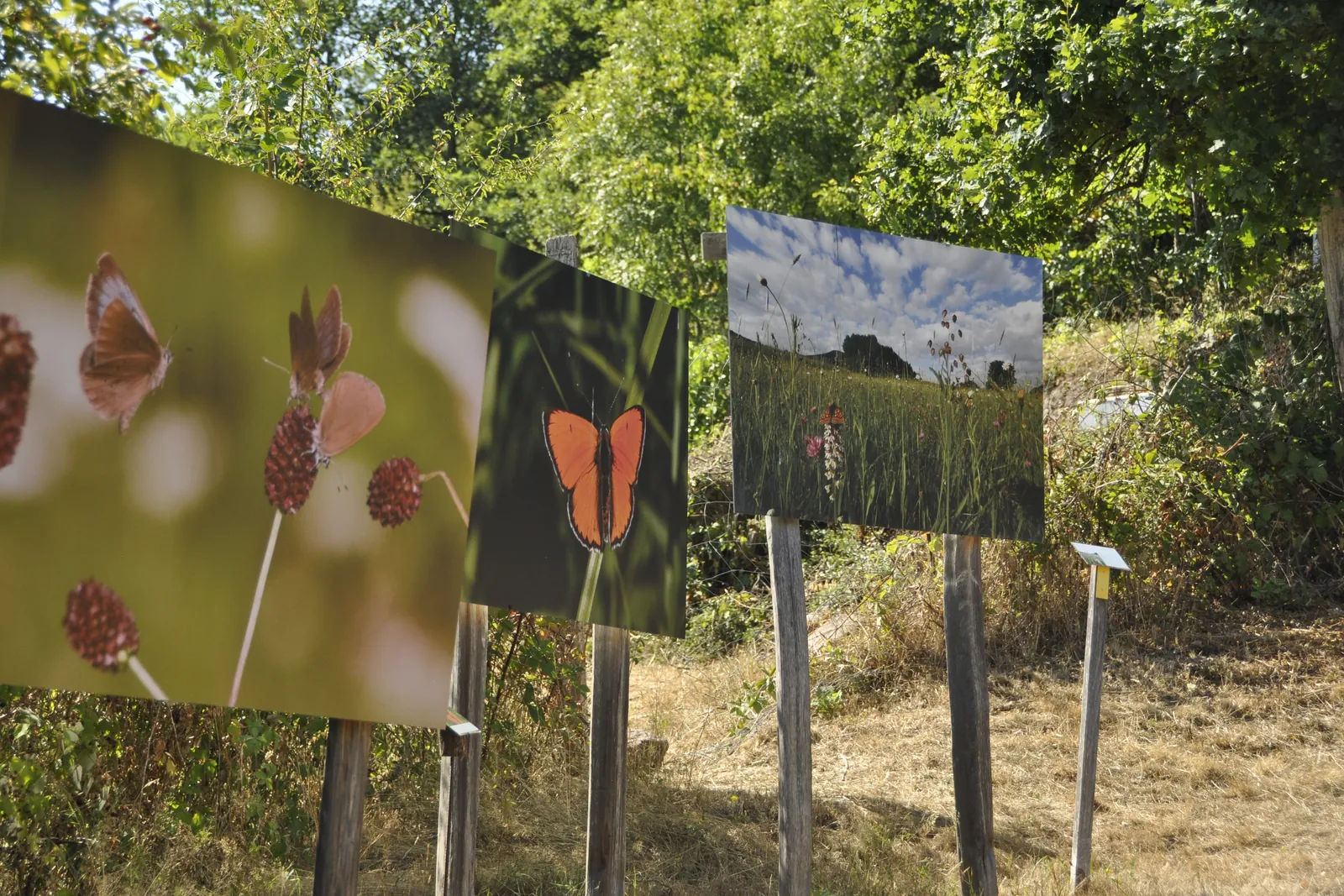 Tirages photographiques grand format de l'exposition Biodiversité à ciel ouvert