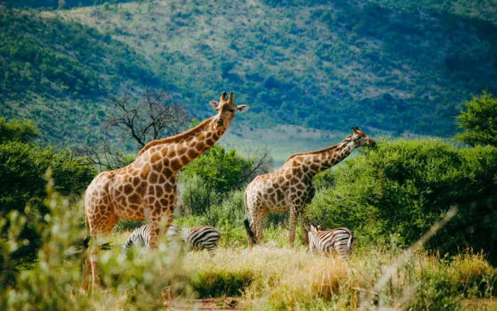 Safari de Peaugres : tarifs, horaires et conseils pour bien préparer sa visite
